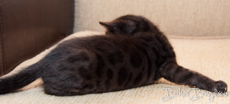 Bengal melanistic